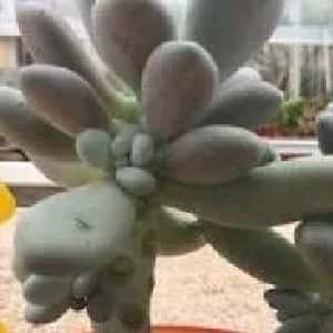 闵芃芮的头像