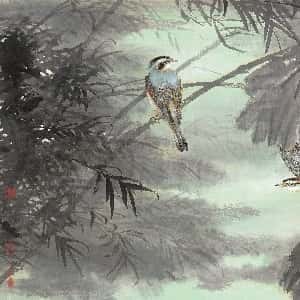 蔡菲诺的头像