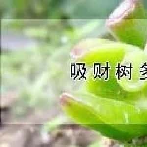 yumiko的头像